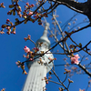 二日ぶり河津桜。