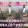 セリアで発見！100均の水草の栽培ポットでブセを水上化できるか実験