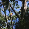 ゴシキセイガイインコ(Rainbow Lorikeet)