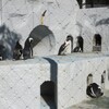 ペンギンの群