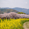 犬川沿いの桜