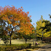 西大寺緑花公園の紅葉