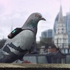 ロンドンの空を10羽の鳩がパトロール