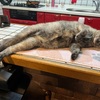 ひとつひとつ済んでいきます。