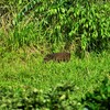 生き物たちは優しく迎えてくれるのです