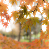 今度こそ平成最後の紅葉