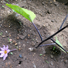 茄子の花 落つる