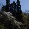 里山の桜　4