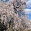 新潟→山形蔵王温泉　桜と雪の露天風呂