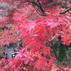 東福寺の美しい紅葉を見る！〜伏見稲荷からも近い紅葉の名所〜