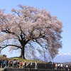 「わに塚の桜」を撮る