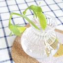 一坪グリーンスタイル🌱
