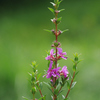 ミソハギ：鼠尾草　千屈菜　聖霊花　溝萩