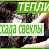 Посадка И Выращивание Свеклы На Даче: Огород