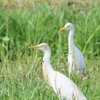 金武町のアマサギ