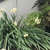 水仙