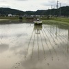 田植えを、手伝いました。Ⅱ