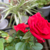 2022-0129【20221008】我が家にも薔薇の花の便りが届きました🌹
