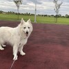 夕方の散歩と喜び