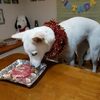 しらたま祝２歳