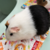 悪くない