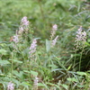 森の草刈りのやり方を変えた結果、秋の花がきれいに咲いてくれました(^^♪