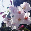 残る桜も散る桜