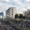 アメリカ橋とアメリカ橋公園と第一公園の桜