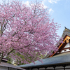 2025年お花見のエピローグとEF-S18-135mm F3.5-5.6 IS USMのこと。
