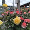 都電荒川線沿線のバラ