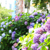 隅田公園と紫陽花