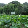 ハスの花、咲いた