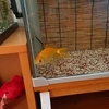 金魚の越冬に影響する秋のエサやり