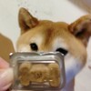 フィラリア予防の季節が始まりました