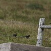 ムネアカマキバドリ(Red-breasted Blackbird)