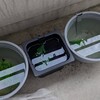 メダカの針子あんなにいたのに…