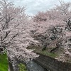 桜が散る季節