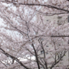 桜満開の日曜日