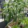【ガーデニング】【家庭菜園】甘長ししとうを収穫しました