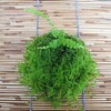 苔玉にする植物の根鉢は崩さない