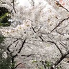 桜のある景色もインバウンドにかき消された週末。麻布十番のパン屋さんでお買い物。