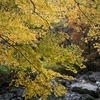 小田深山　イエロー