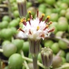 多肉植物の花21