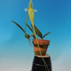Bulbophyllum    fascinator f.album 'Pompimol' BM/TOGA