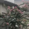 百日紅