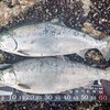 海サクラマスの釣り方と実績ルアー、そのアクションのご紹介
