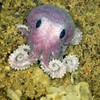 purple octopus 