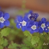 青い花・紫の花