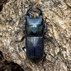 【保存版】生き物図鑑156. ネブトクワガタ！！