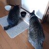 退職代行サービス